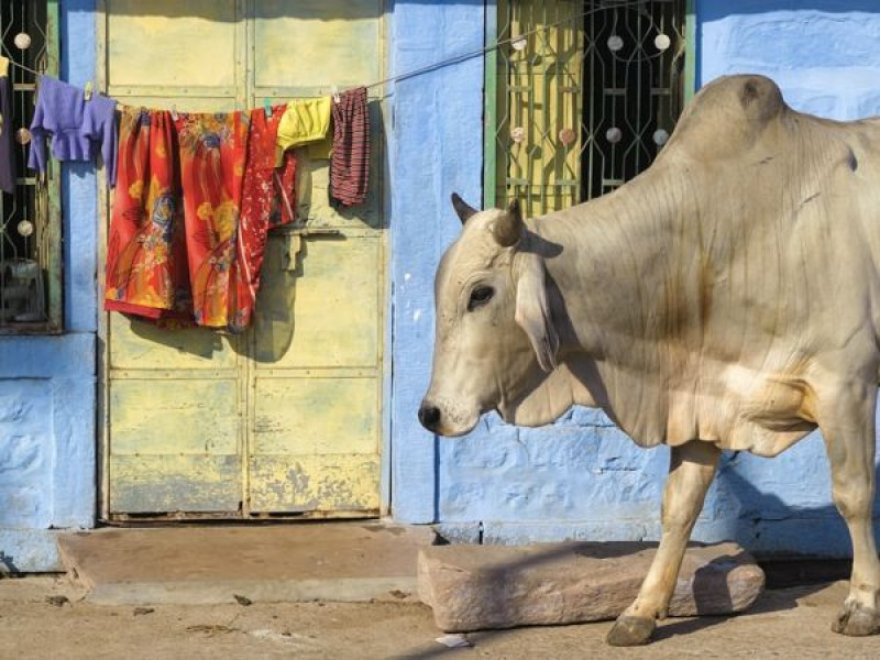 18 daagse spirituele reis India