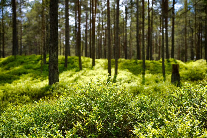 Shinrin Yoku - bosbad workshop; summer's coming! - Natuur, Ontspanning, Bosbad - Shinrin Yoku