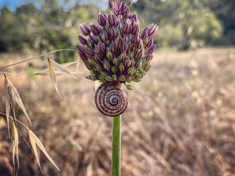 Medicine Plant Walk with Iskra & Feeling Ohm