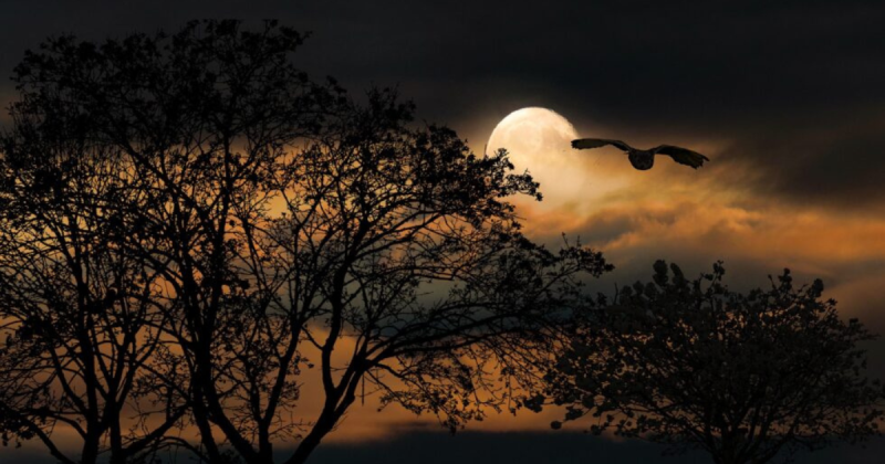 Volle Maan Vuurceremonie Sleedoorn