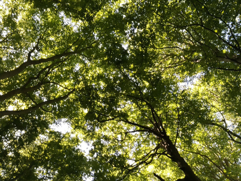 Natuur & Welzijn | vertragen, verwonderen & verbinden met de natuur
