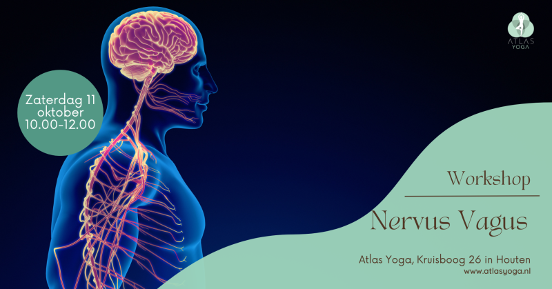 Workshop | Nervus Vagus
