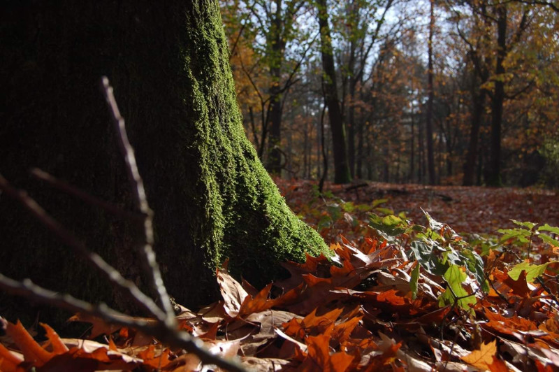 Bosbaden in Berg en dal , Welkom herfst.  - Natuur, Bosbad - Shinrin Yoku