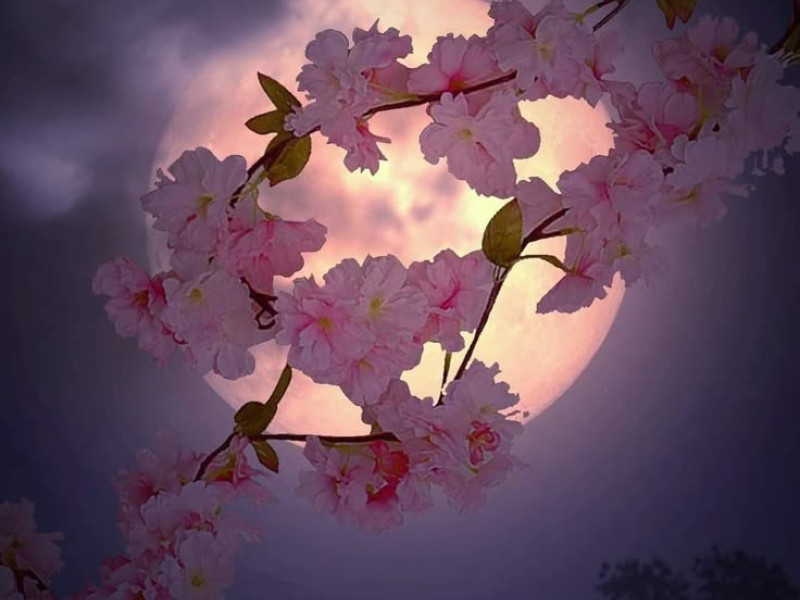 Womb Wellness Yoga - Flower Moon