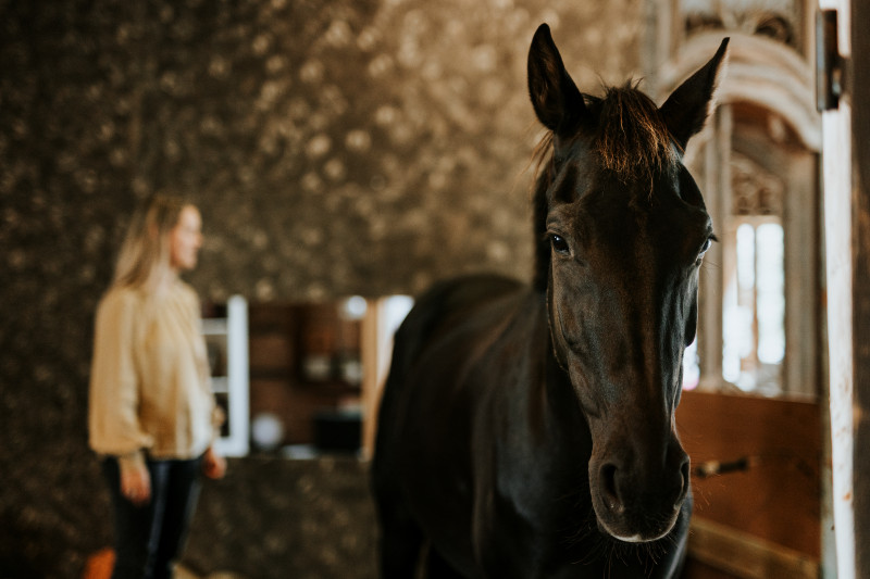 Familieopstellingen met paarden
