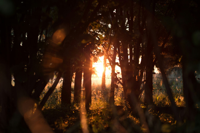 Shinrin Yoku - bosbad workshop; golden hour