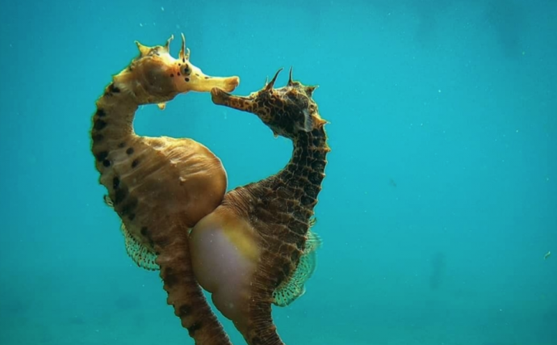Cacaoceremonie Elemental Animals: Bless the Waters