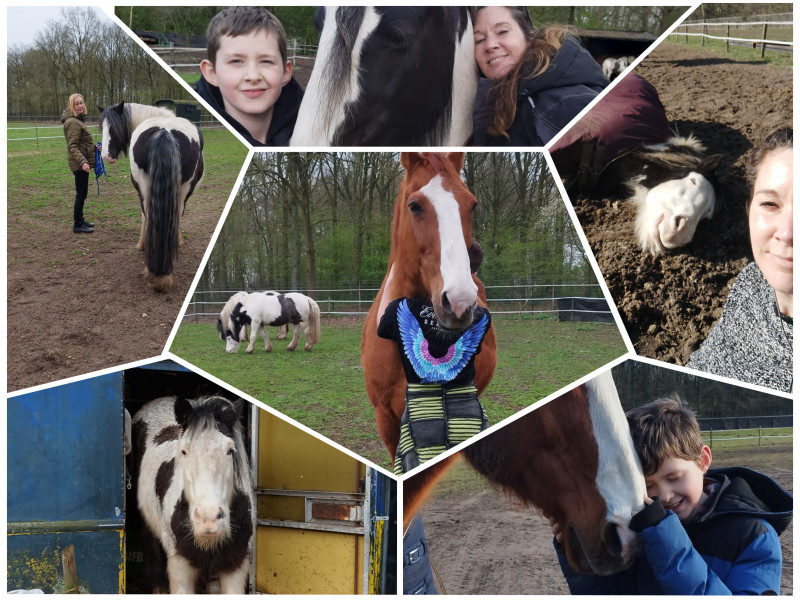 Viering van vernieuwing bij de paarden