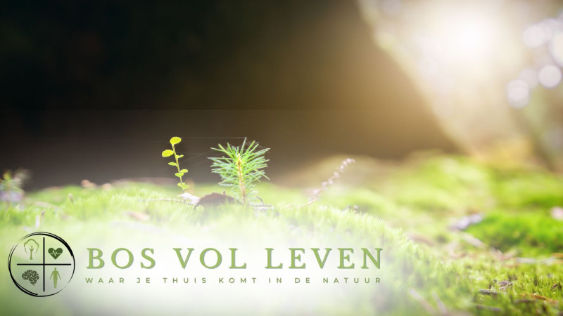 Maak kennis met bosbaden - Natuur, Bosbad - Shinrin Yoku
