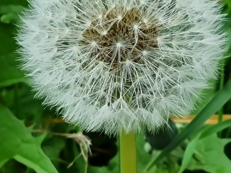 The mystery of the Dandelion
