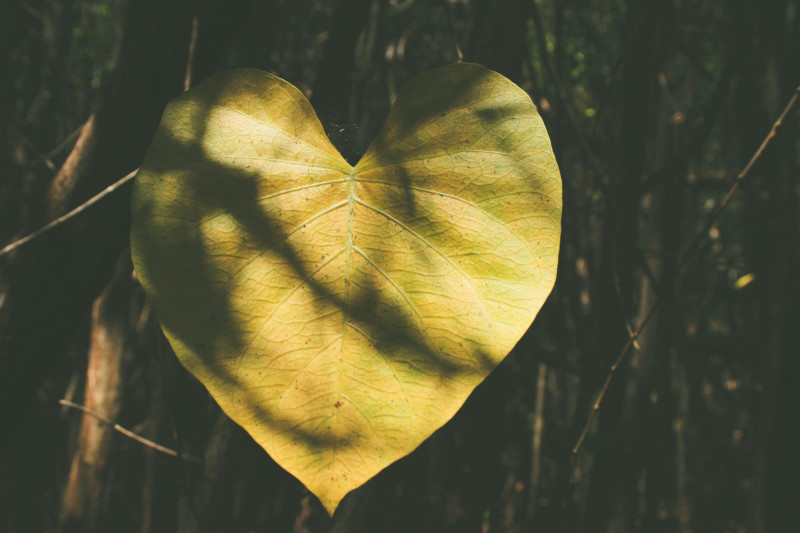 Connected Breath & Microdose Circle: A Journey of Self Love - Breath Circle, Breathwork
