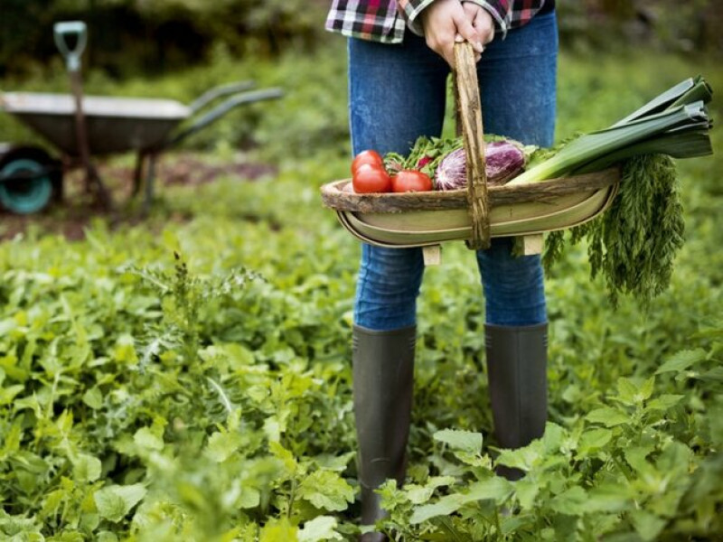 MOESTUINIEREN IN HARMONIE MET DE NATUUR