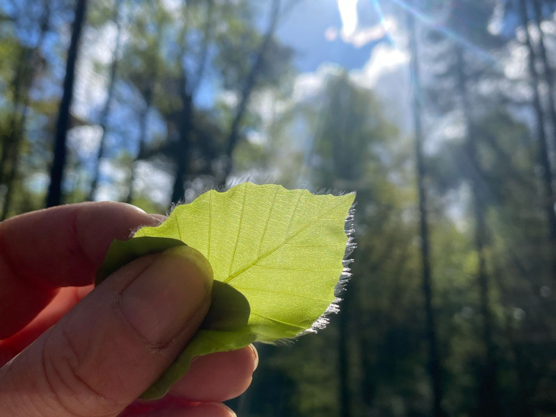 🌱Beeld & Business in co-creatie met natuur🌱