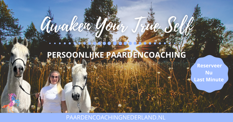 Individuele Paardencoaching | Nijmegen - Persoonlijk Leiderschap, Paarden, Systemisch werk
