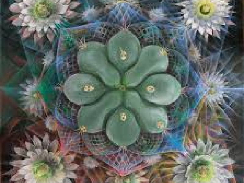 ANICHA - Hipsy