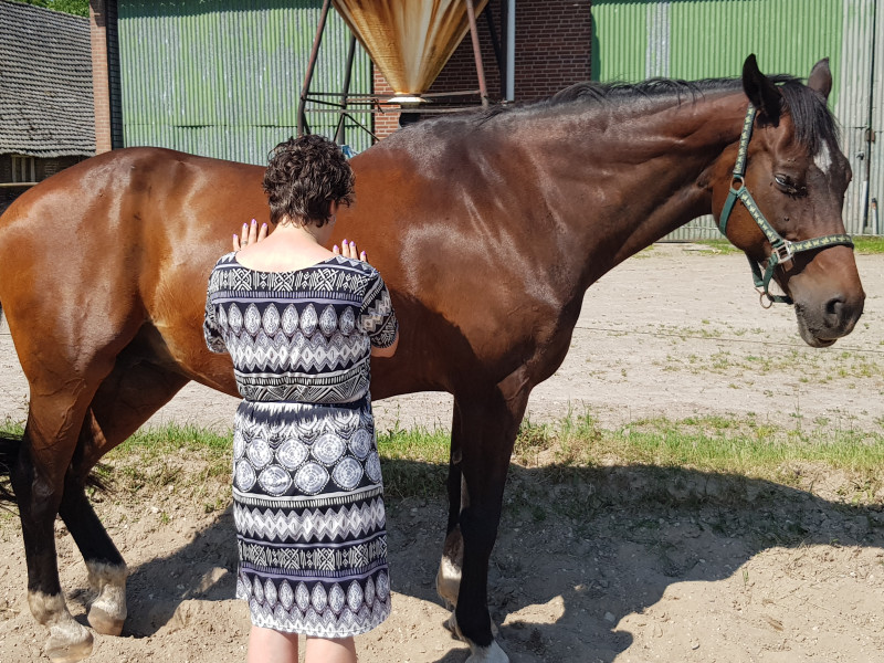 Baida Paardencoaching en -therapie
