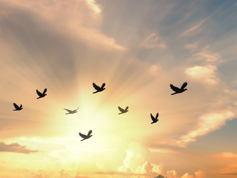 Familieopstellingen & Relatiecoaching