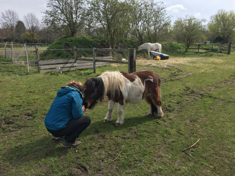 sonnepaard coaching