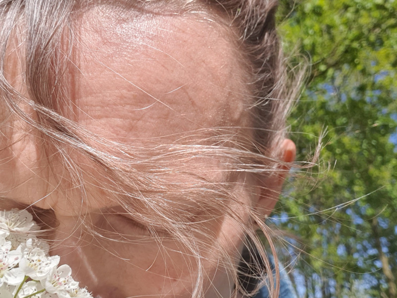 Wandelkruid