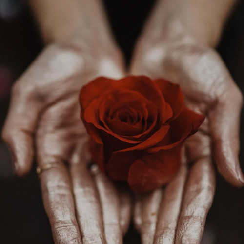 Wild Rose
