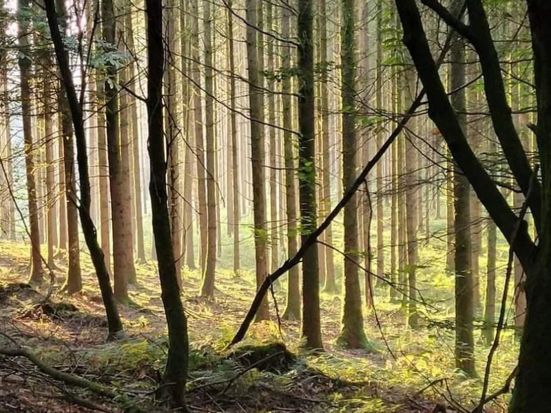 Bergsma Bushcraft & Coaching