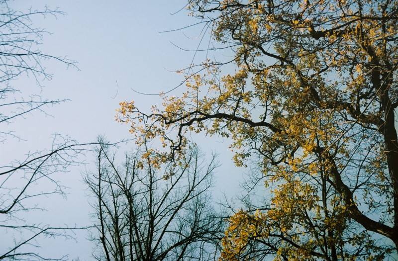 Urban Rewilding