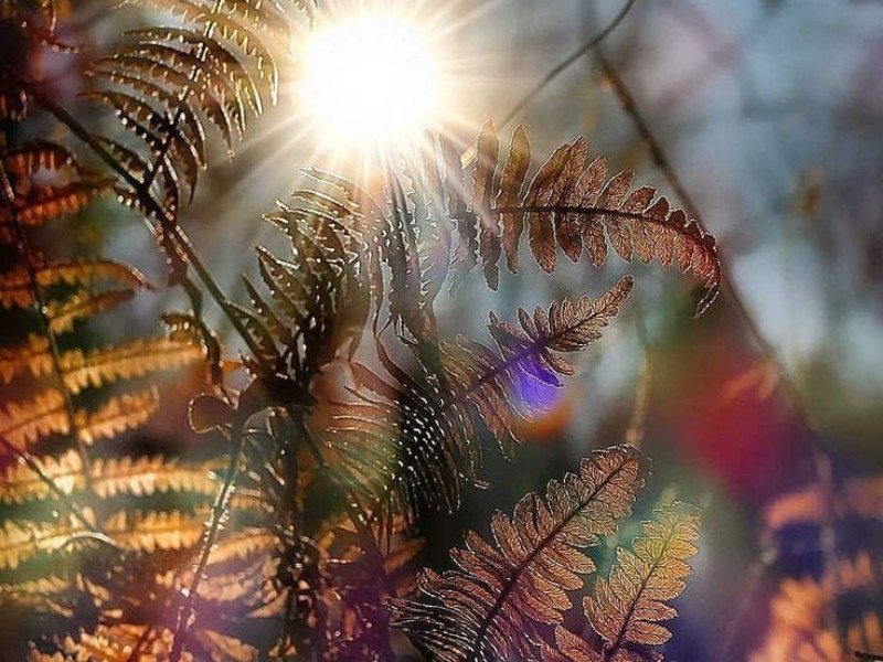 🍃 Garden of the Soul 🍃