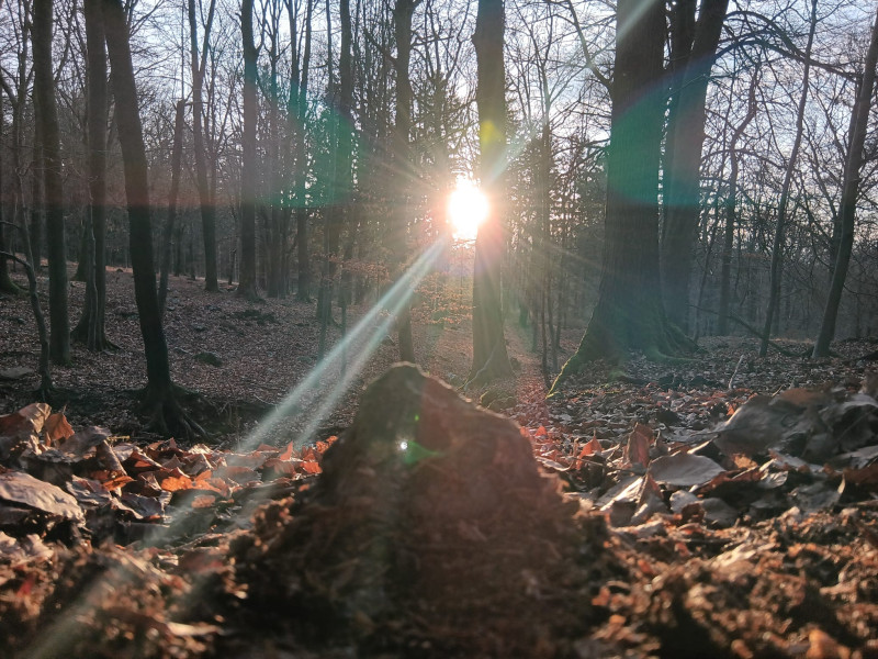 Natur-Erleben/ Embodying nature