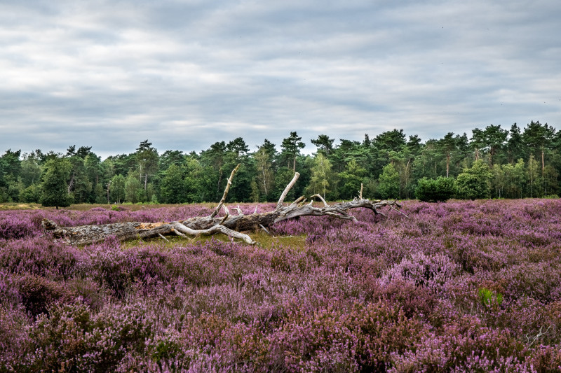 Amethist Natuurcoaching & Het Oerkracht Atelier