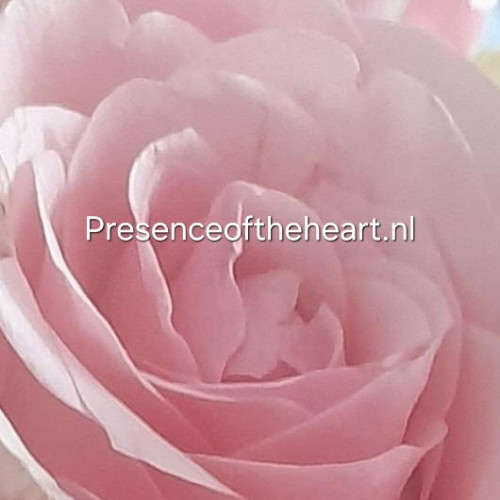 Presence of the Heart