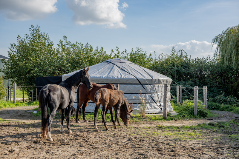 Zielswerk met paarden