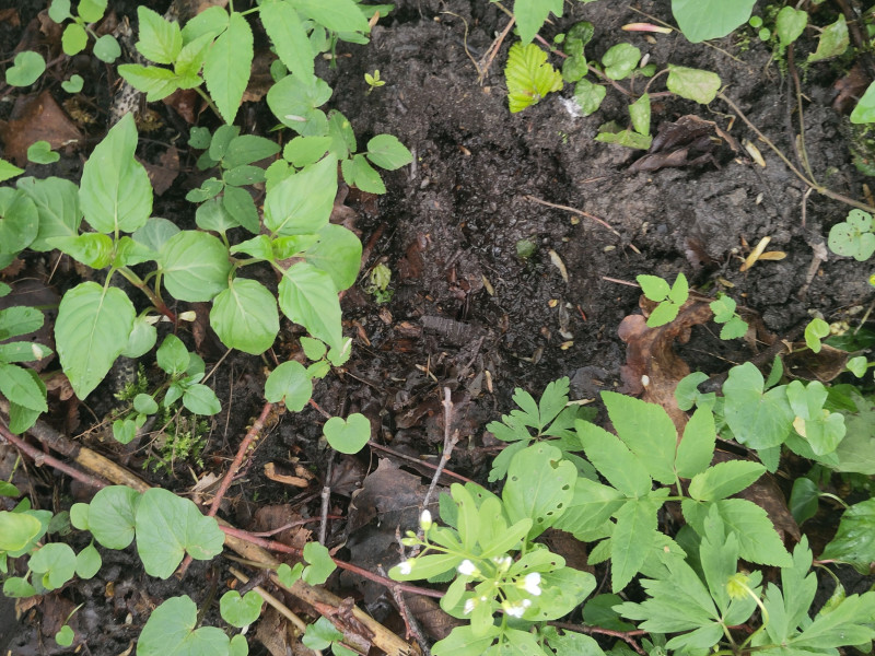 Botanisch Bordeel