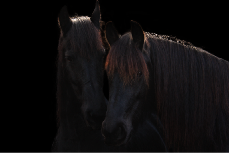 Black Horse Wisdom