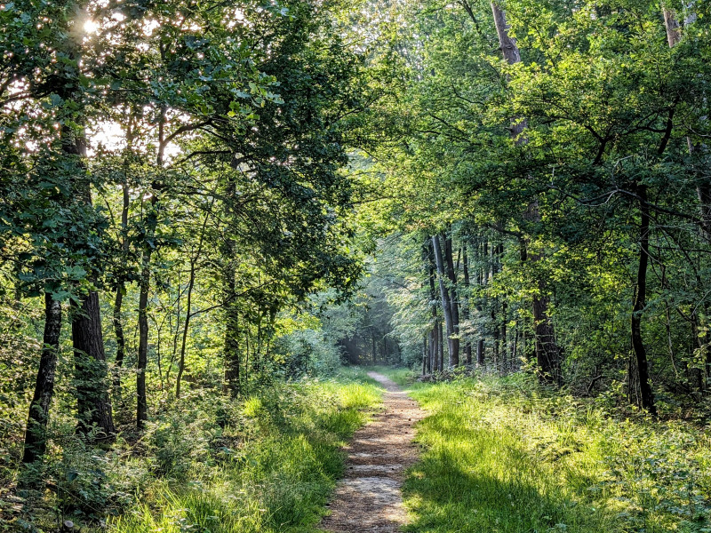 Here & Now | Forest Bathing, Women's Circles 