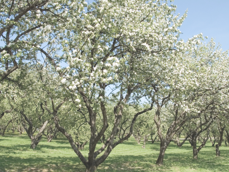 De Waelde Tuin & Eco Farm Camping De Waeldernis