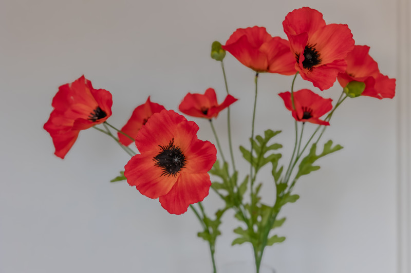 Bloem in het Zand