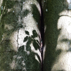 photo gallery image 01