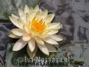photo gallery image 01