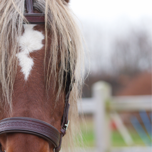 photo gallery image 01