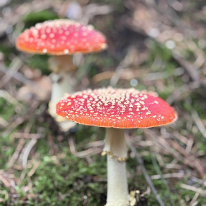 photo gallery image 01