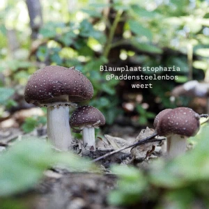 photo gallery image 01