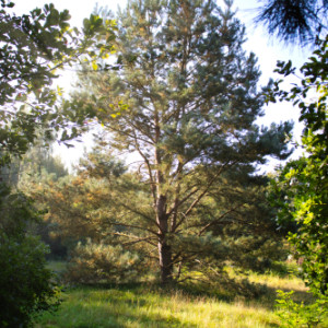 photo gallery image 01