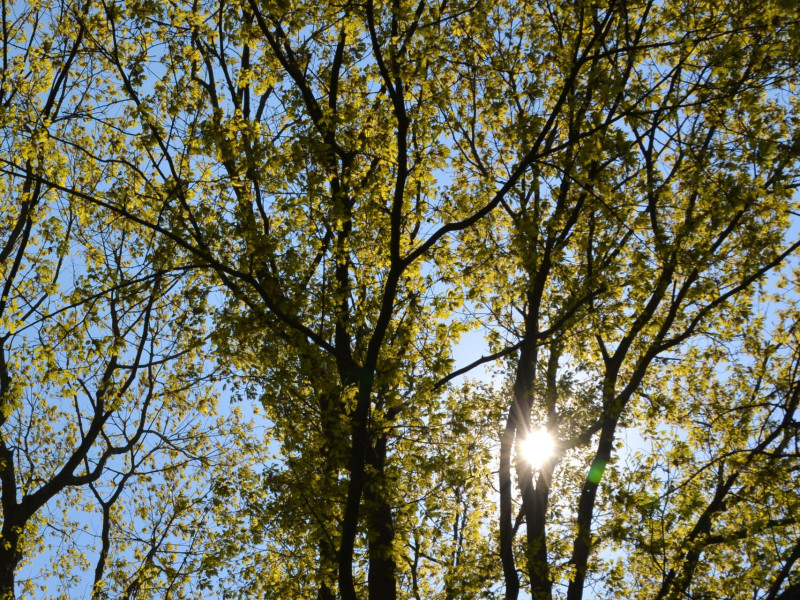 Lichtlaan