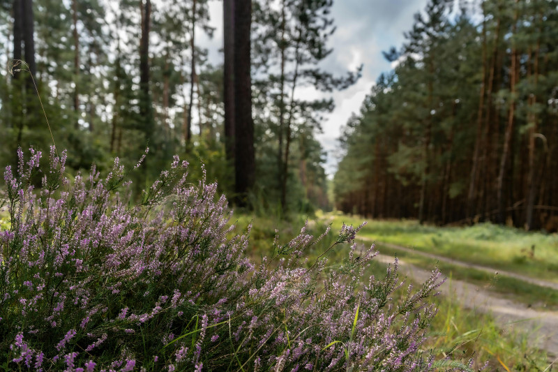 Holistisch Geneescentrum Twente