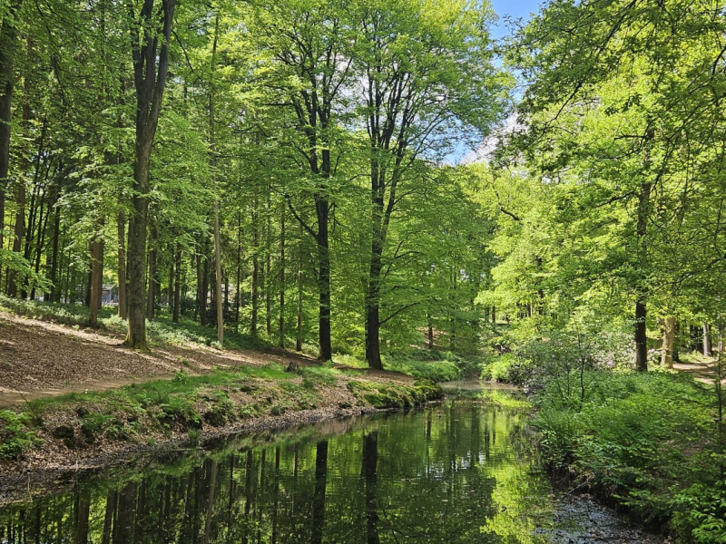 Groenbaard