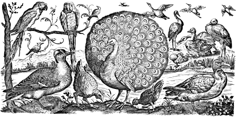 Zebra vzw