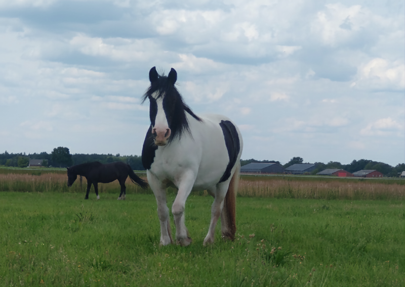 Hoefnie