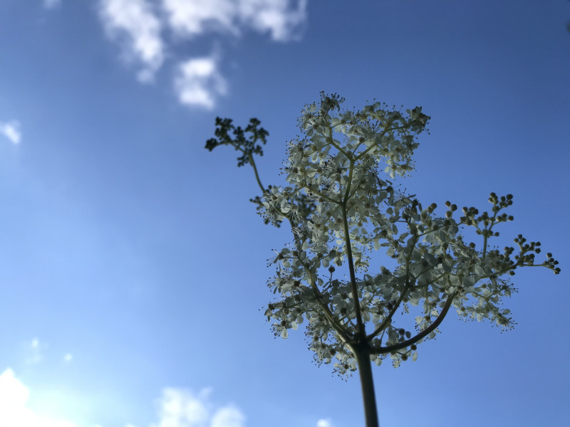 Naturellement
