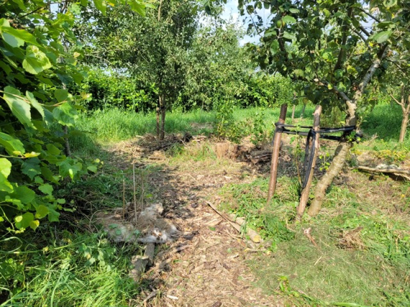 oergroen