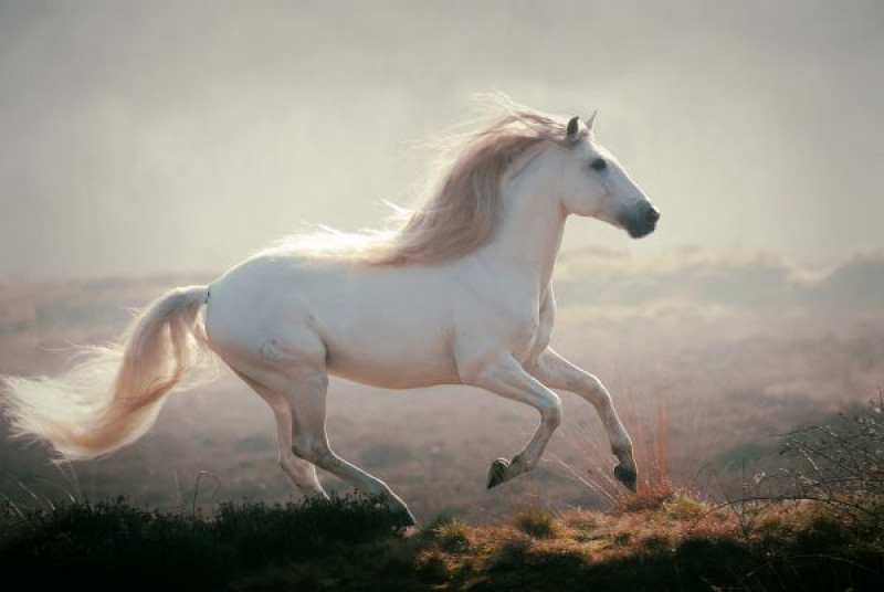 Silvermoon